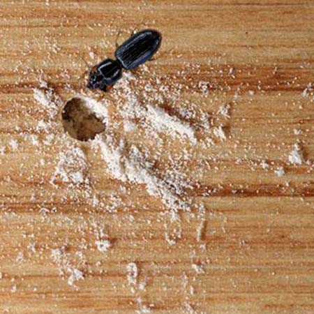 Wood Borer