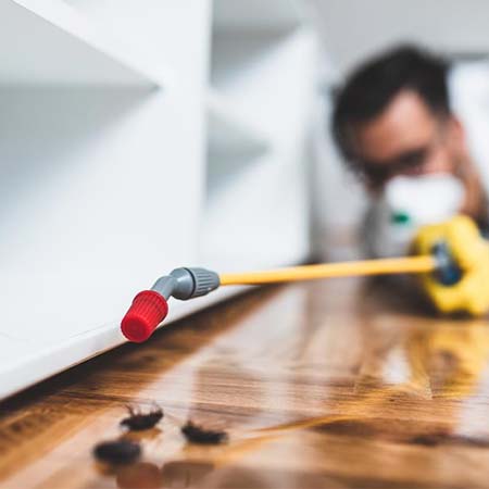 Best Pest Control Services In Mumbai At Reasonable Rates